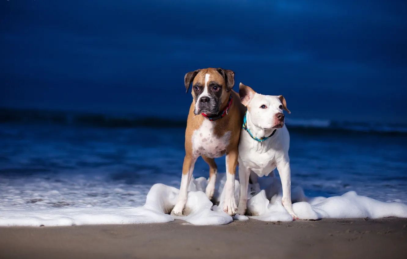 Фото обои море, собаки, парочка, боксёр, питбультерьер
