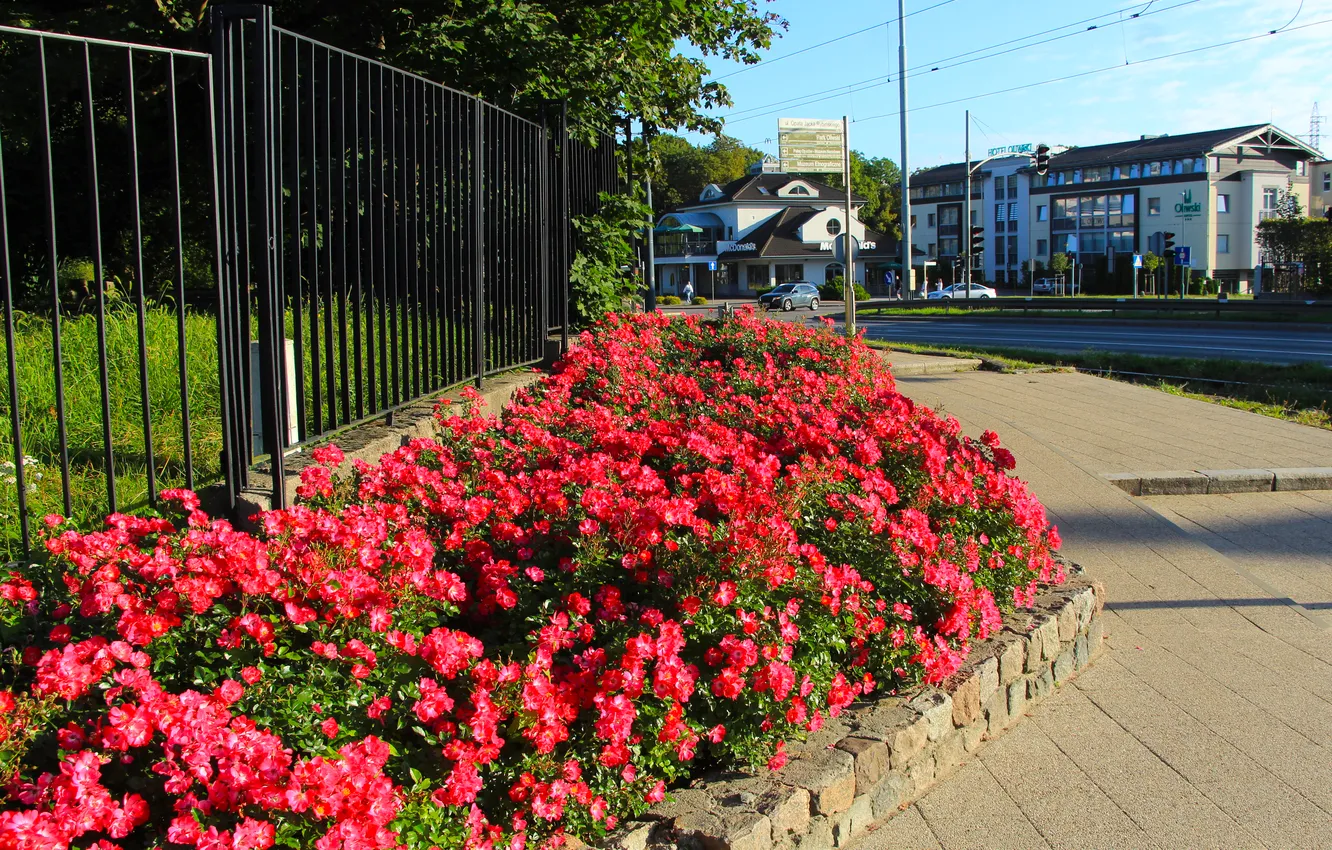 Фото обои city, flower, street
