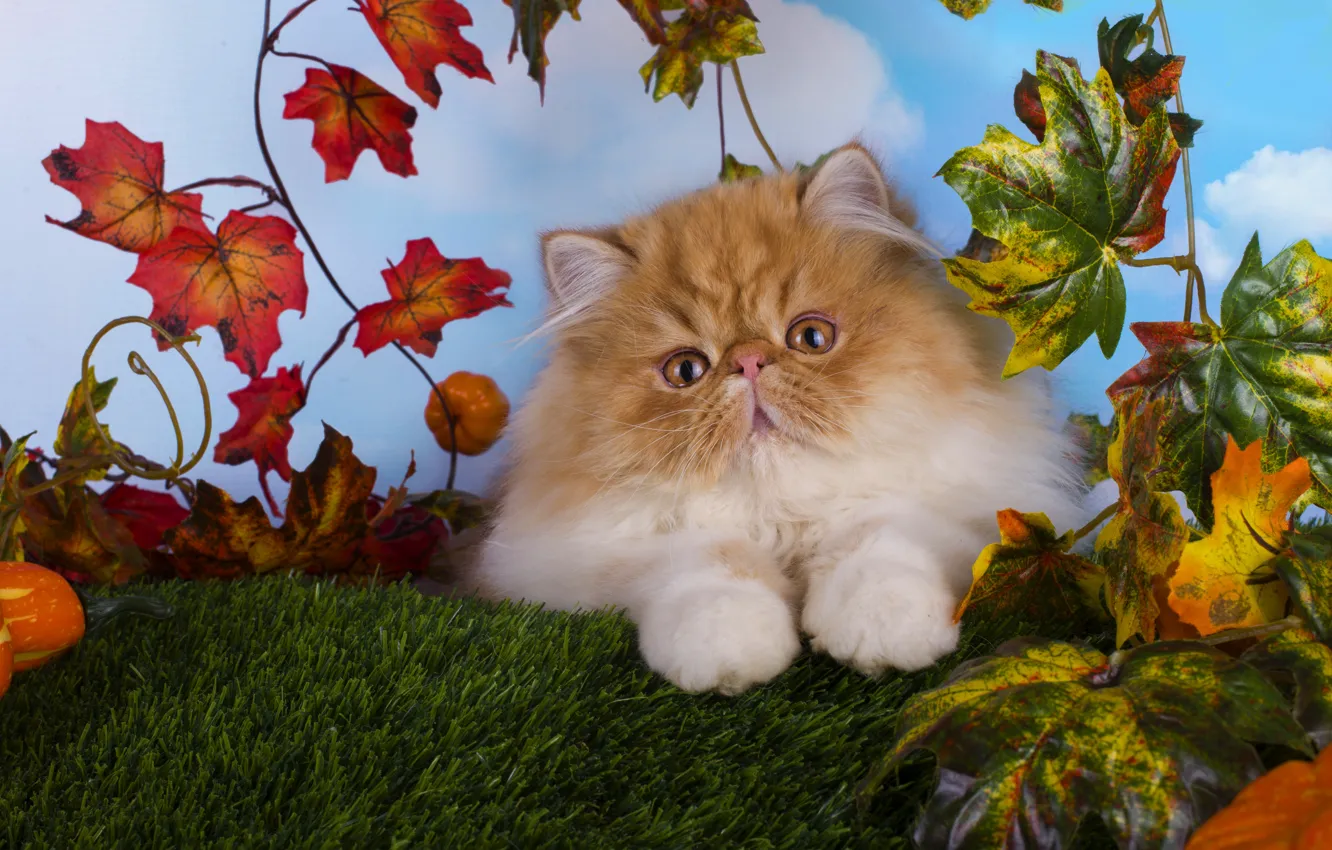 Фото обои кошка, взгляд, листья, котенок, пушистый, малыш, рыжий, мордочка