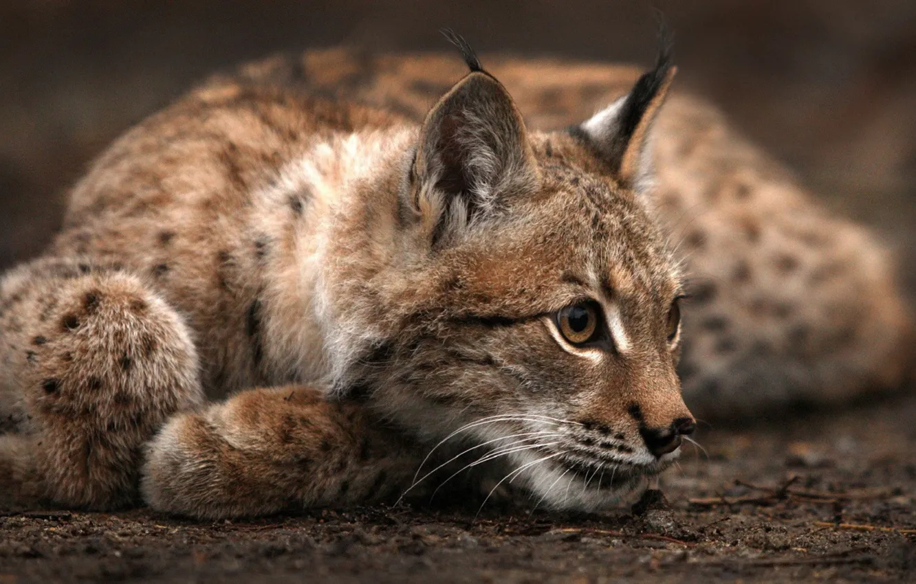 Фото обои хищник, лежит, рысь, смотрит