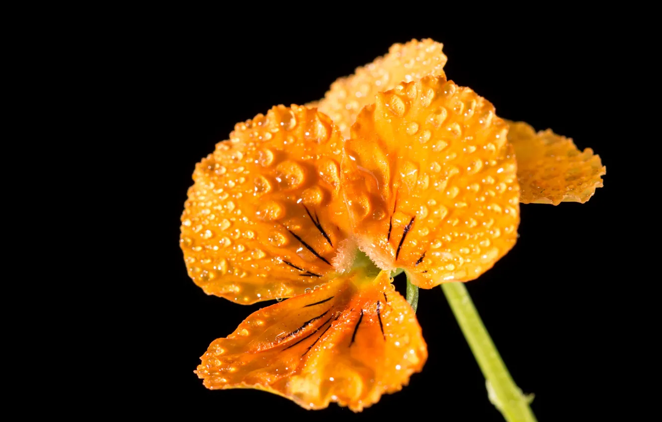 Фото обои цветок, капли, макро, жёлтый, yellow, macro, drops, Анютины глазки