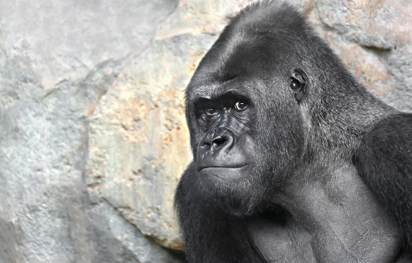 Фото обои природа, обезьяна, gorilla