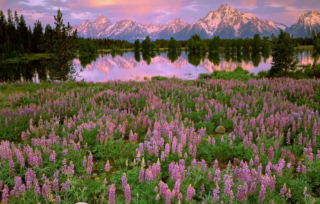 Фото обои деревья, закат, цветы, горы, озеро, отражение, поляна, розовые