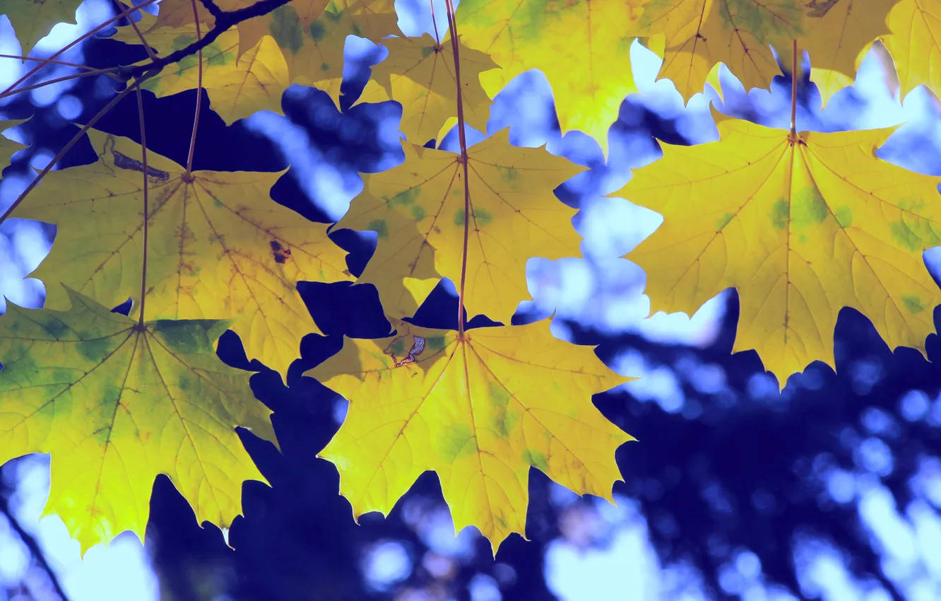 Фото обои autumn, leafs, twig