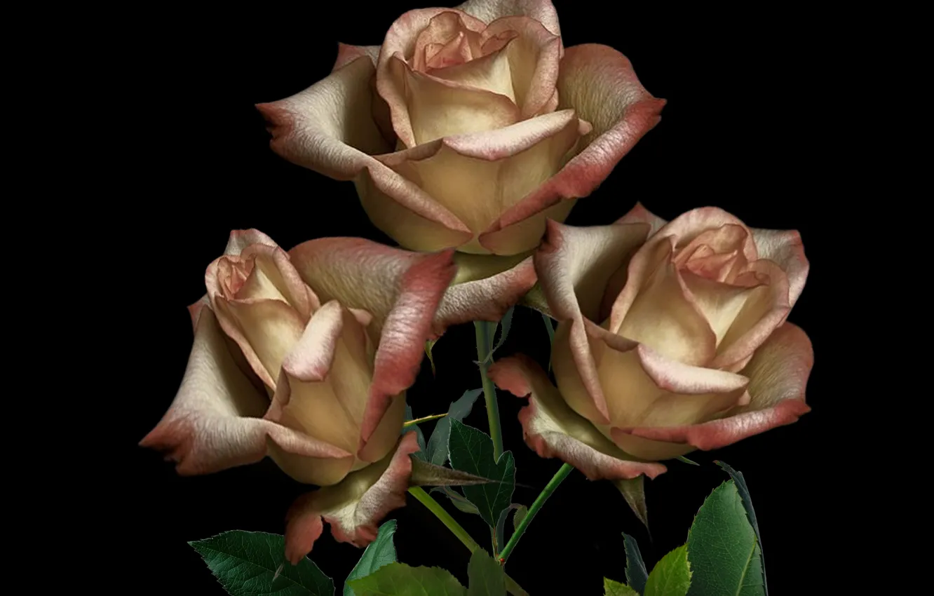 Фото обои plant, petals, roses, bunch, bouquette