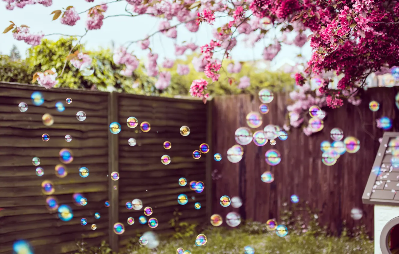 Фото обои цветы, пузыри, стены, двор