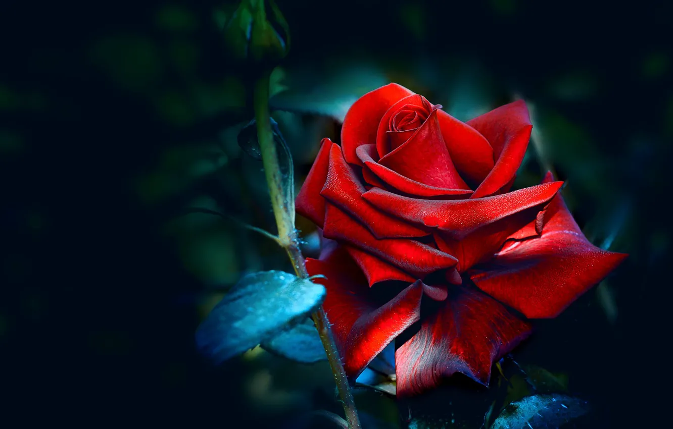 Фото обои листья, капли, темный фон, роза, бутон, красная