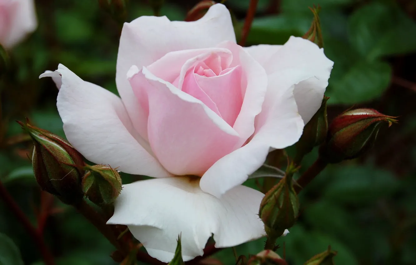 Фото обои макро, розовая, нежность, роза, лепестки