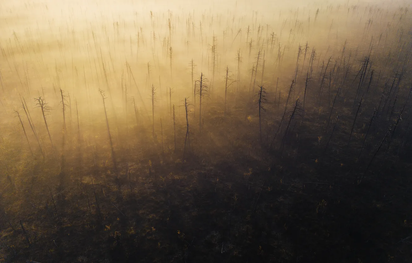 Фото обои trees, day, sunrise, yellow tones, first rays of sun