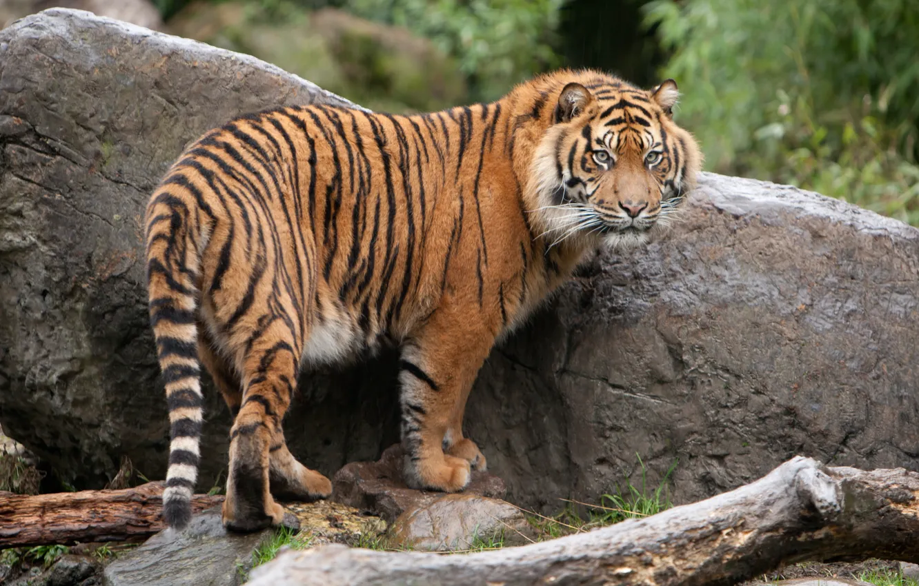 Фото обои тигр, камень, хищник