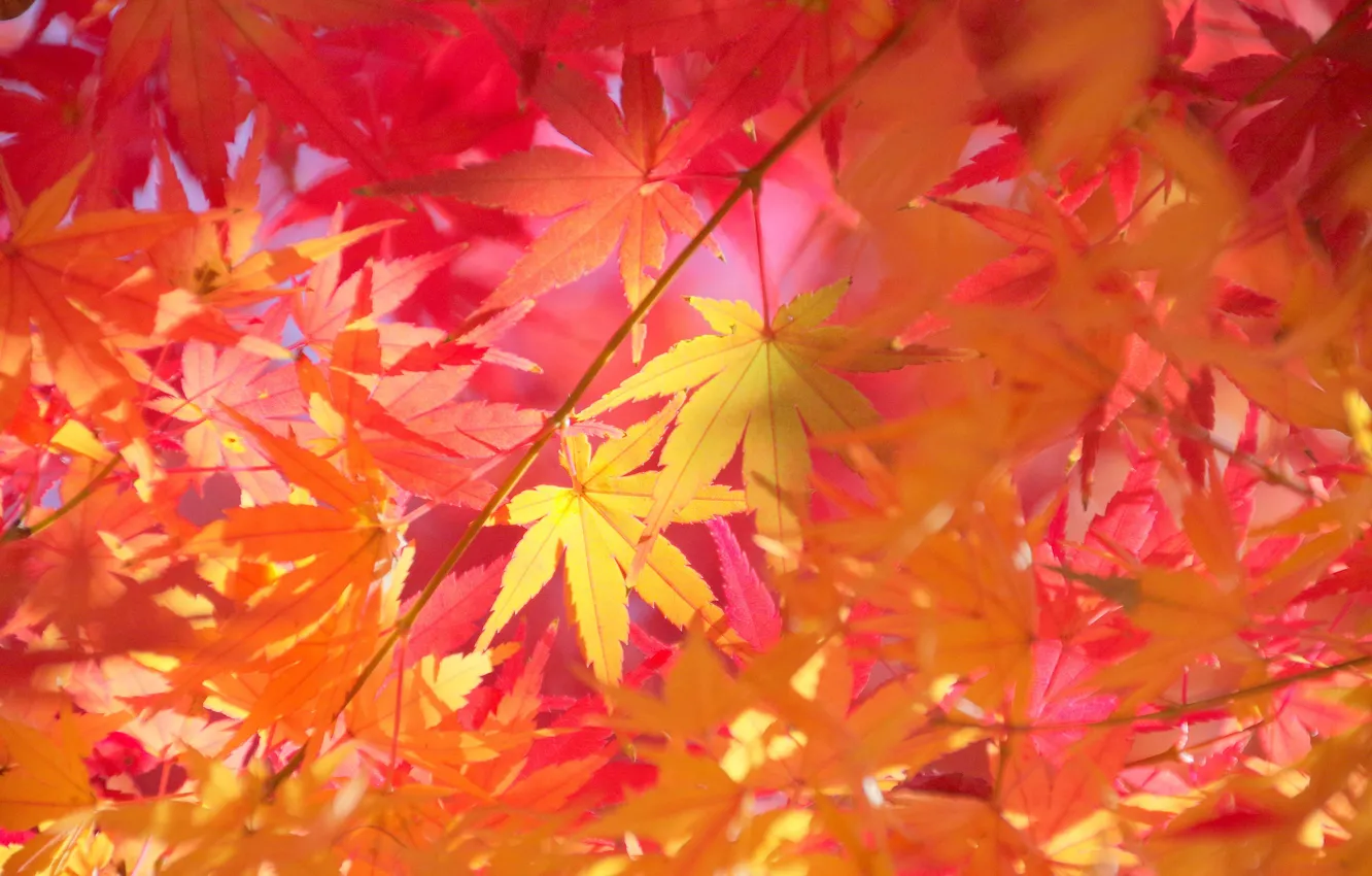 Фото обои осень, листья, макро, ветки, клен