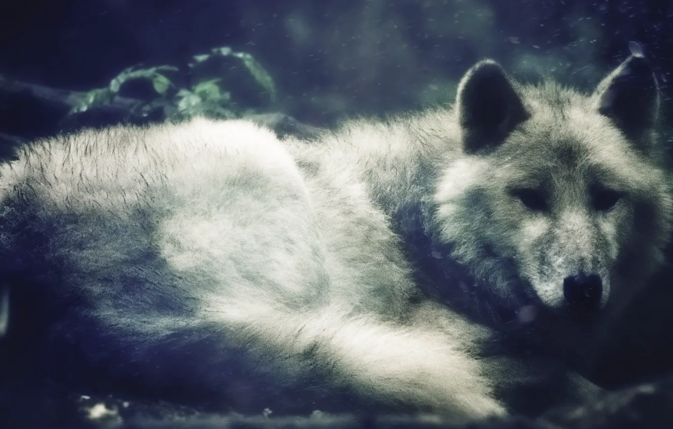 Фото обои nature, predator, animal, wolf, wildlife, Canis lupus., portrait., White-wolf-