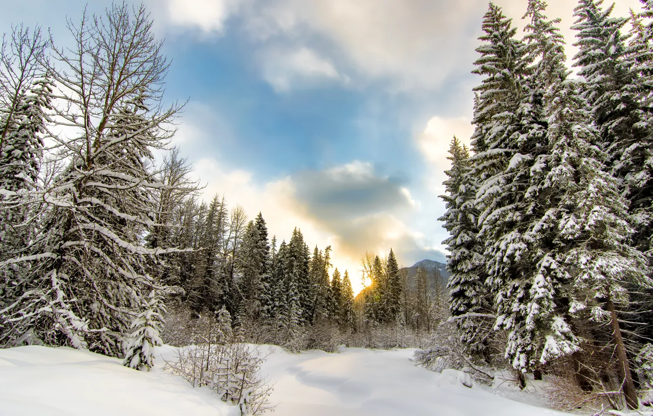 Фото обои зима, лес, облака, снег, деревья, гора, сугробы