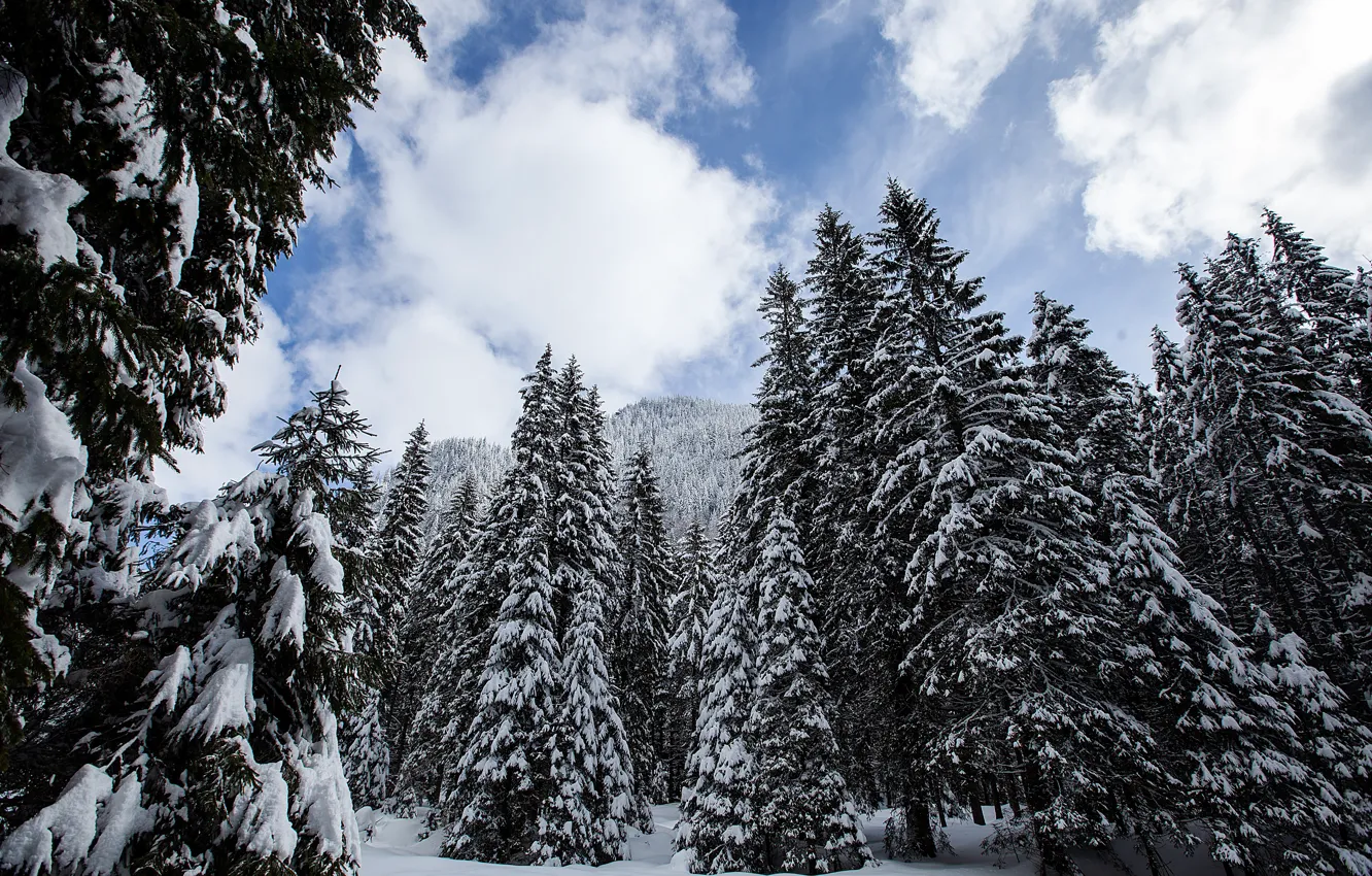 Фото обои зима, снег, деревья, пейзаж, горы, елки, forest, landscape