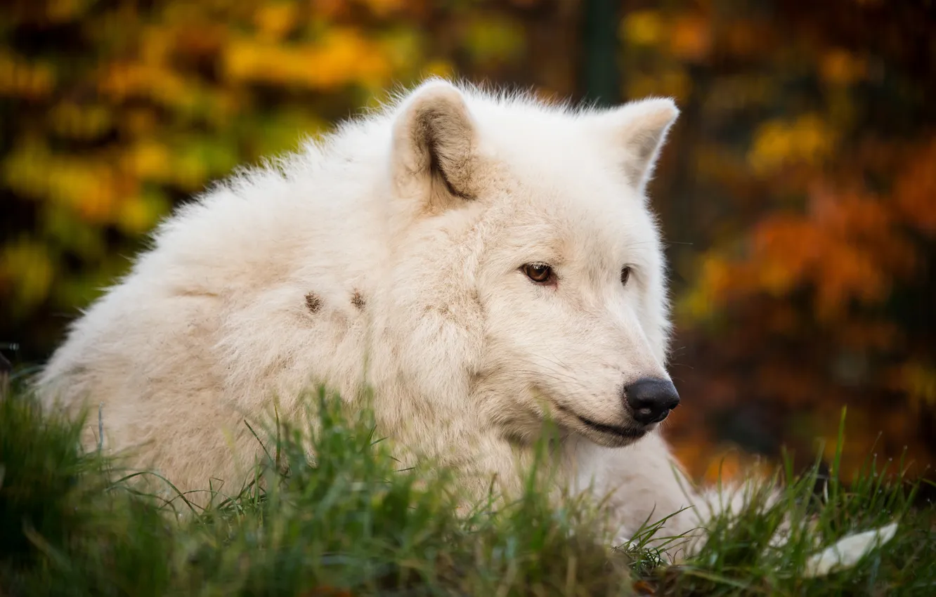 Фото обои белый, взгляд, морда, волк