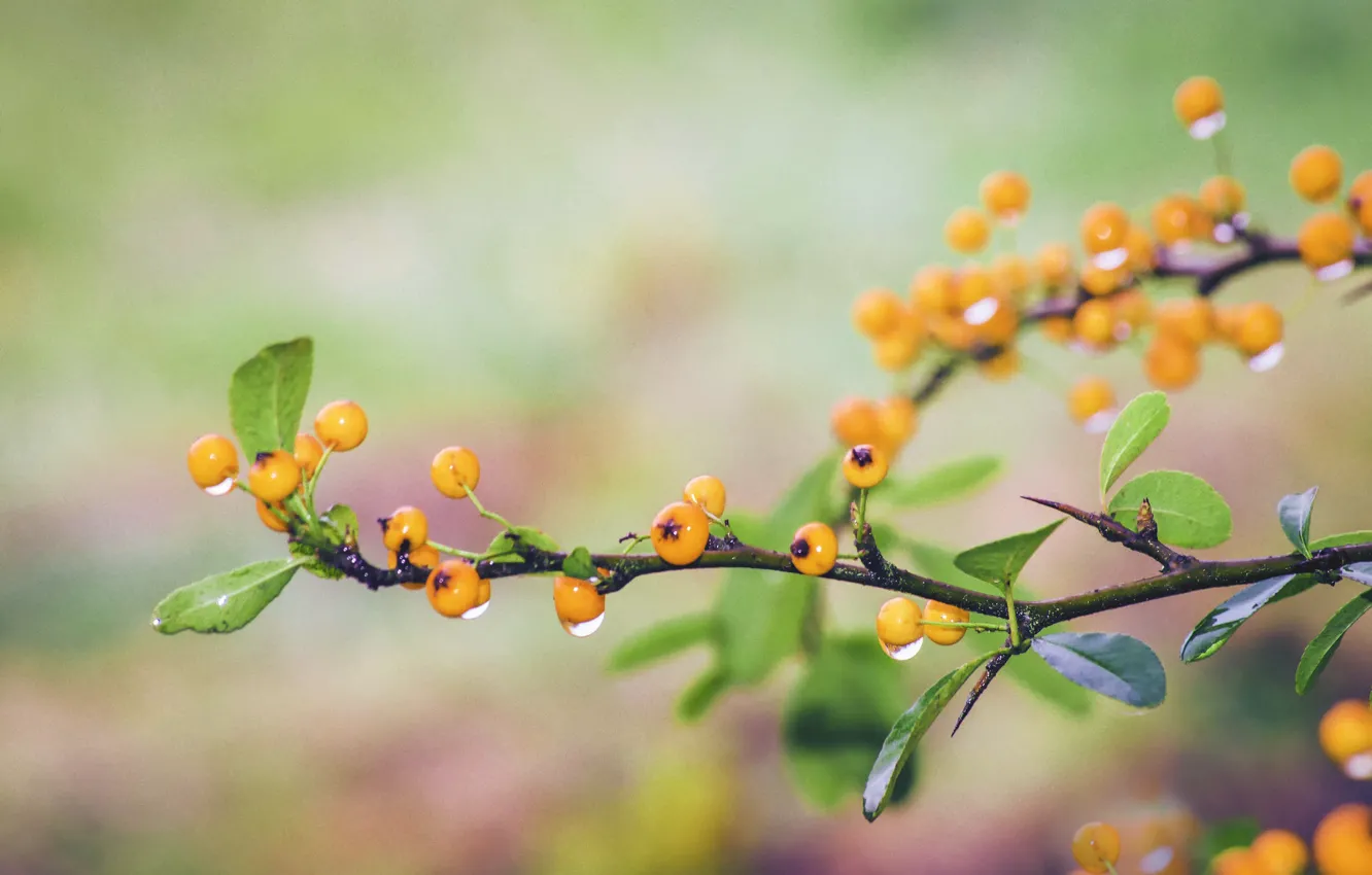 Фото обои berries, branches, dewdrops