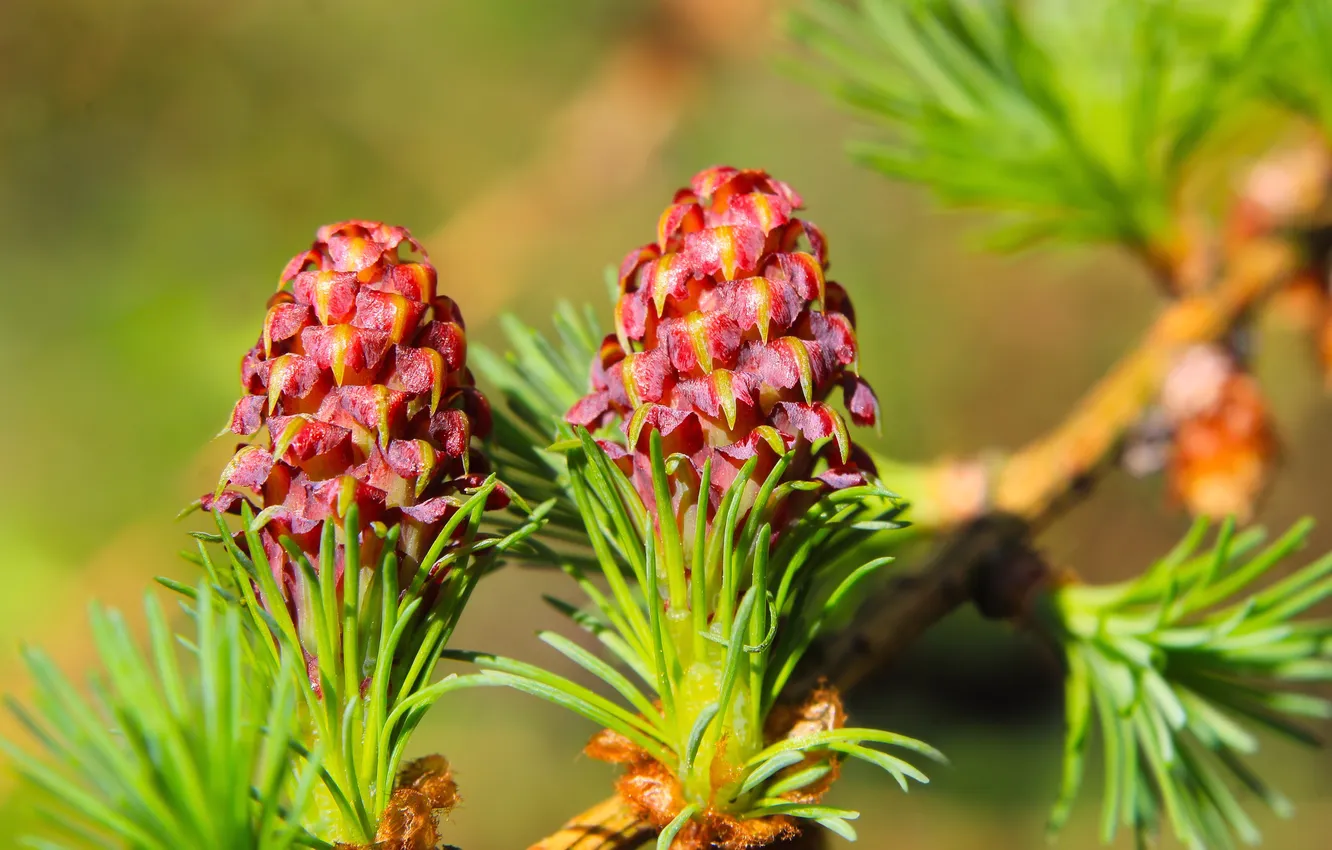 Фото обои pine, twig, cone