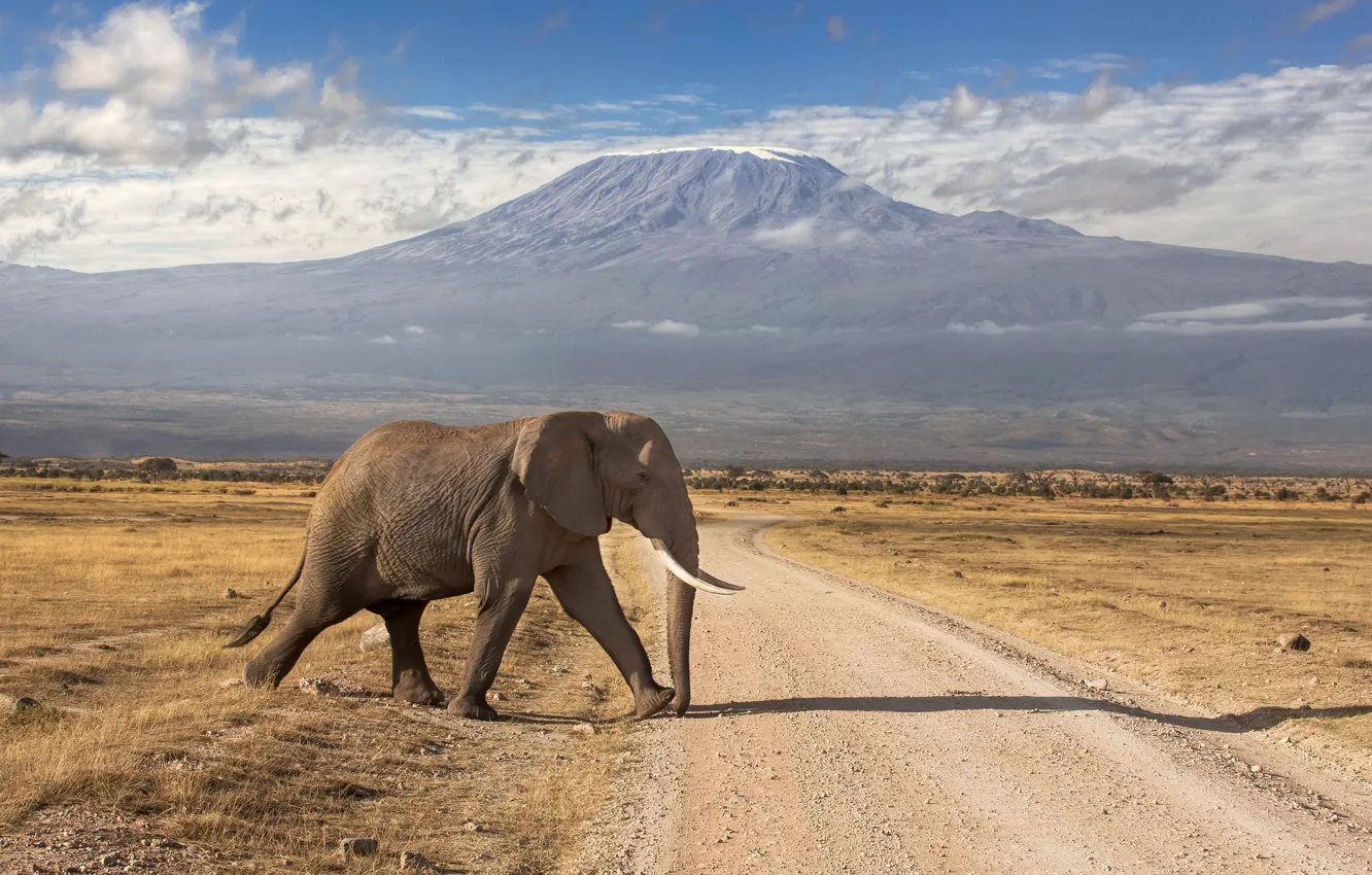 Фото обои дорога, горы, слон, вулкан, Кения, потухший