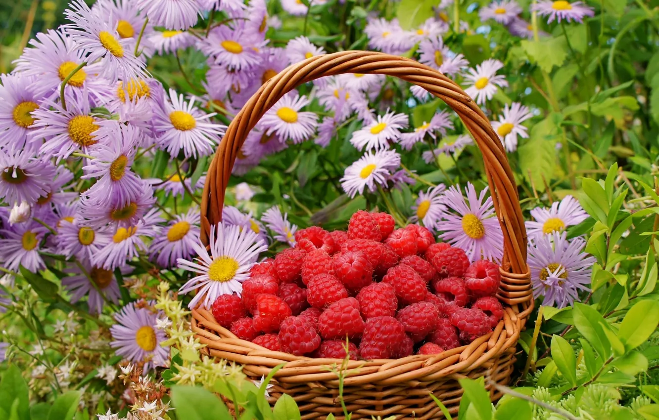 Фото обои цветы, ягоды, малина, корзинка