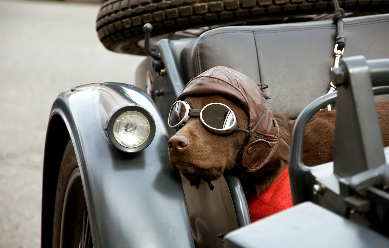 Фото обои собака, очки, мотоцикл, каляска