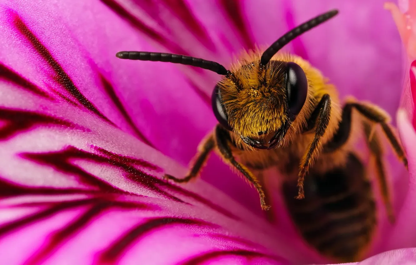 Фото обои цветок, макро, пчела, 150