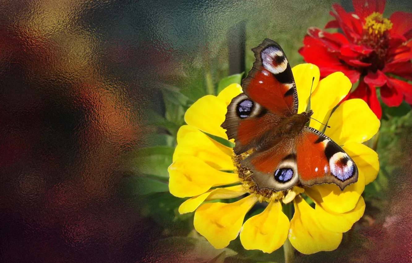 Фото обои лето, цветы, бабочка, обои на рабочий стол, авторское фото Елена Аникина