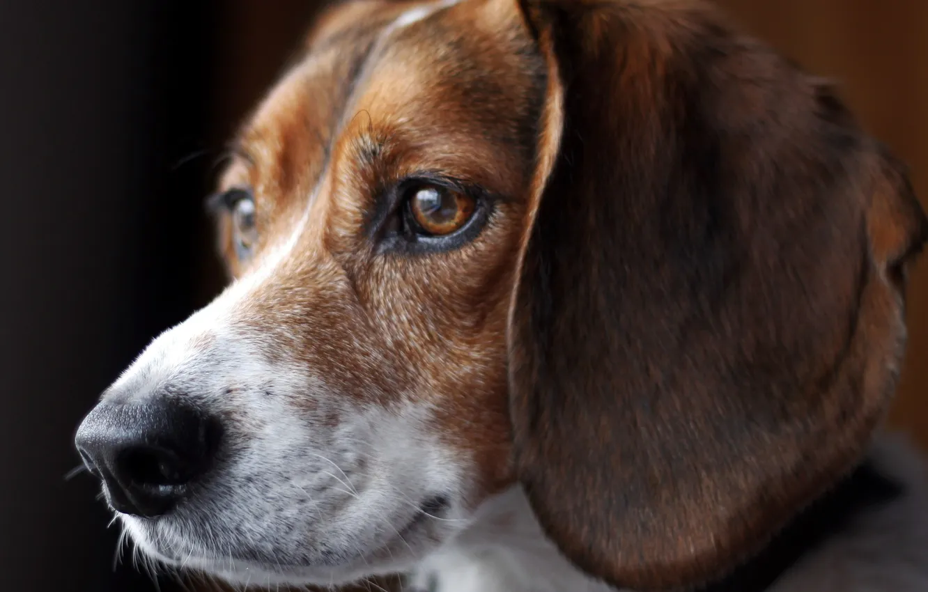 Фото обои beagle, canine, tri-colour