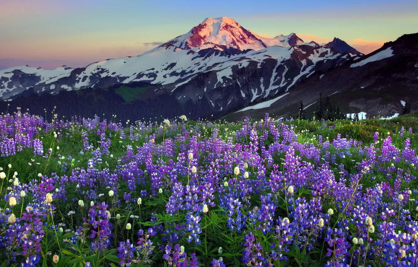 Фото обои пейзаж, цветы, горы, природа