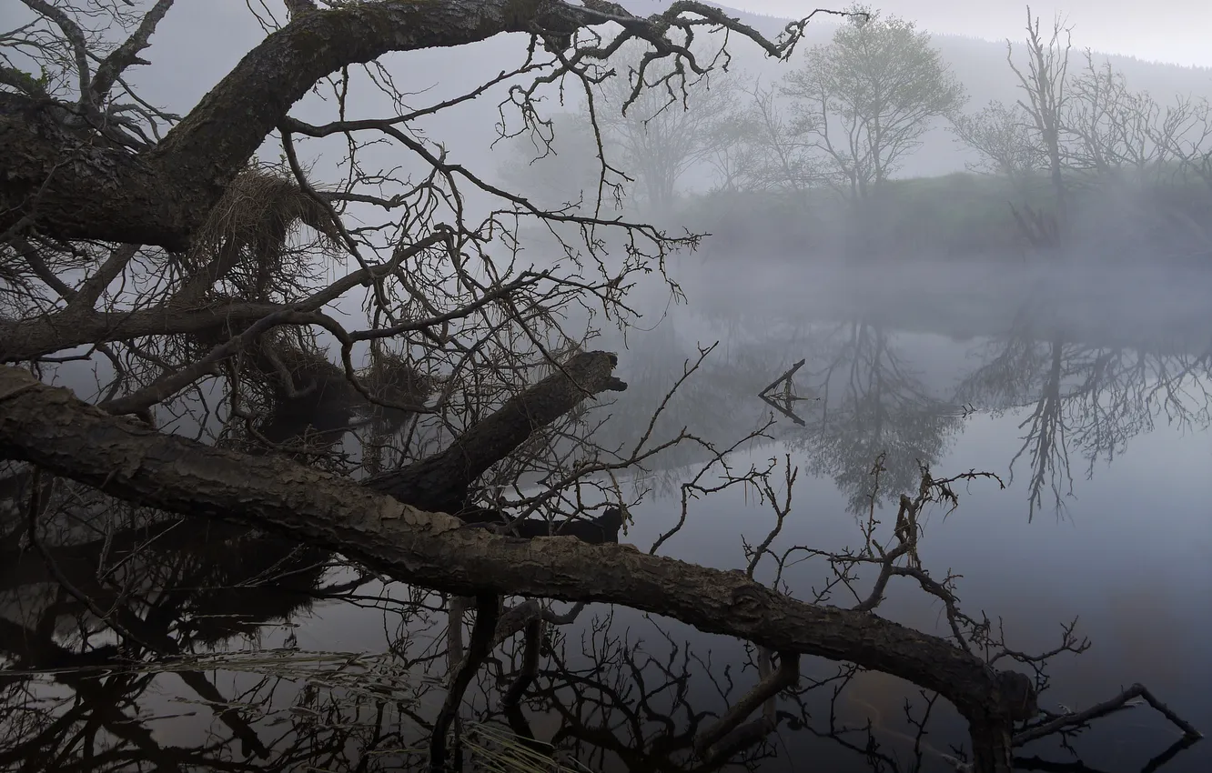 Фото обои деревья, туман, озеро, коряги