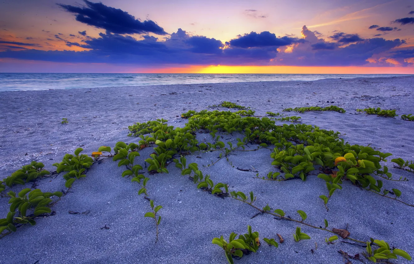 Фото обои песок, море, пейзаж, закат, растения