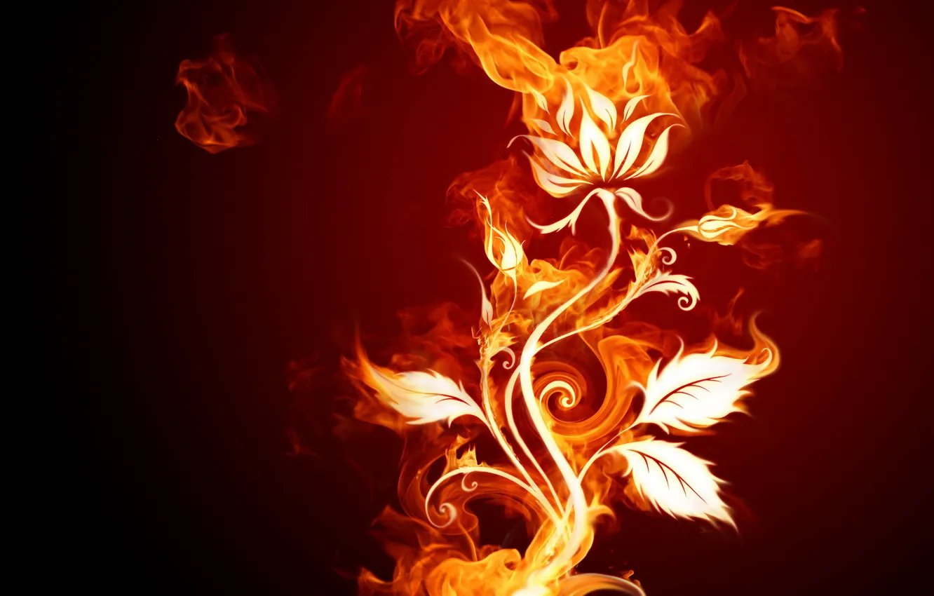Фото обои цветок, огонь, разное