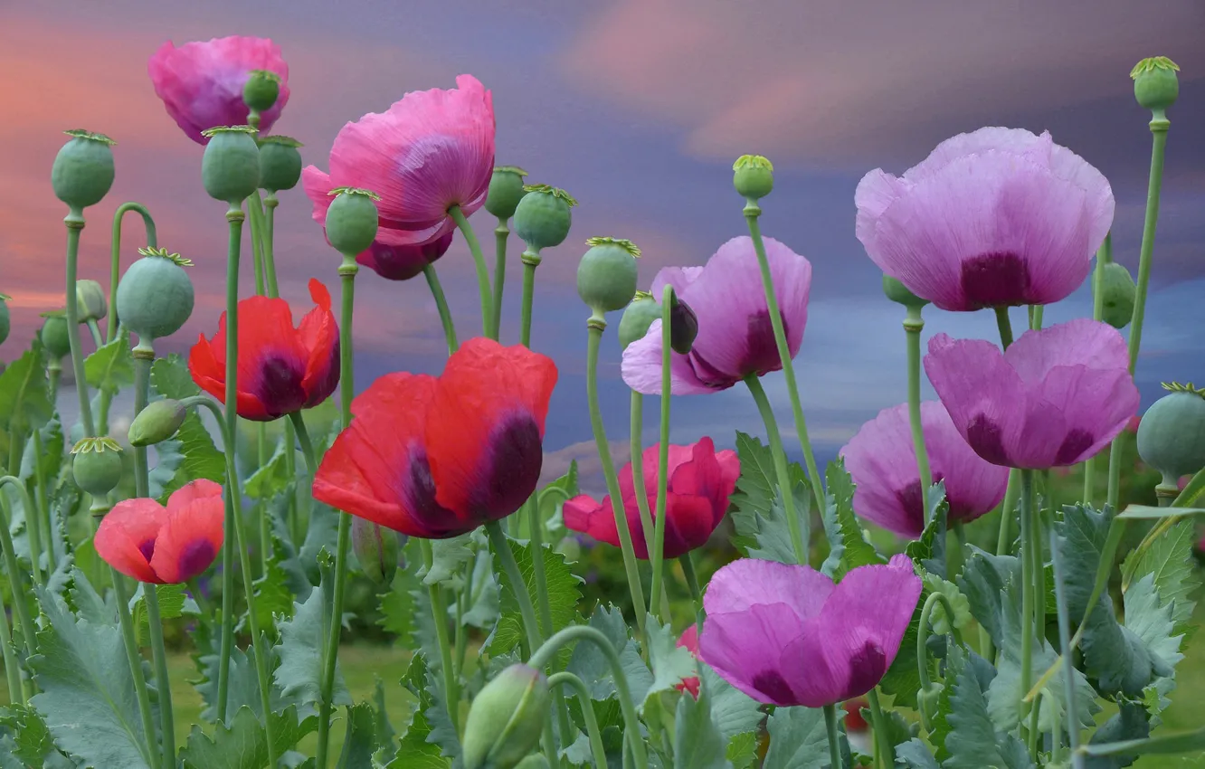 Фото обои цветы, маки, красные, red, розовые, цветение, pink, flowers