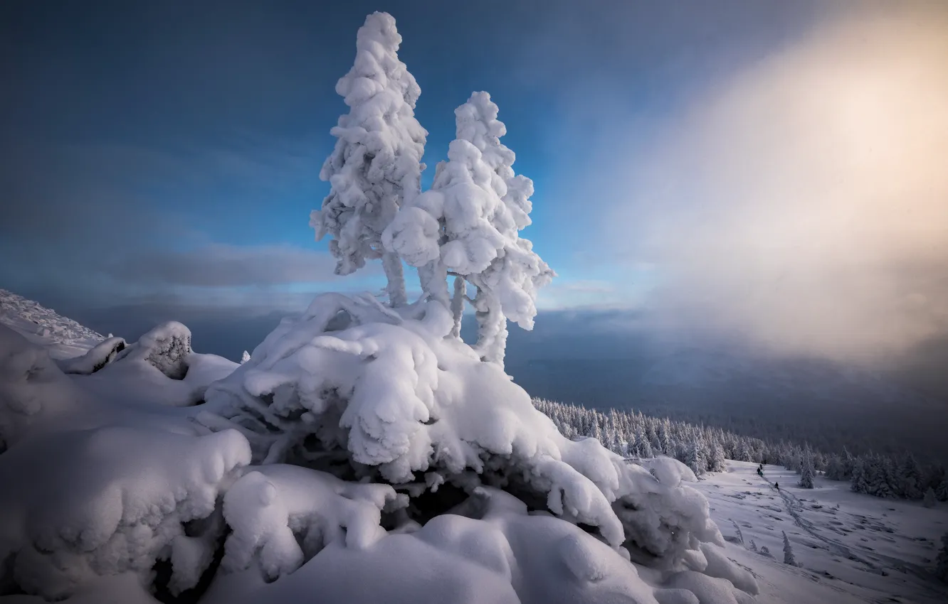 Фото обои зима, снег, деревья, пейзаж, горы, природа, ели, Урал
