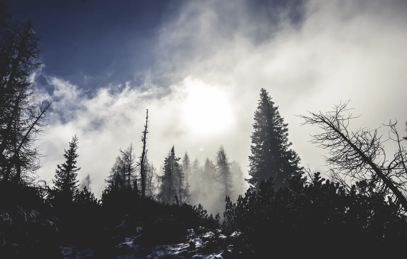 Фото обои trees, nature, winter, snow, fog
