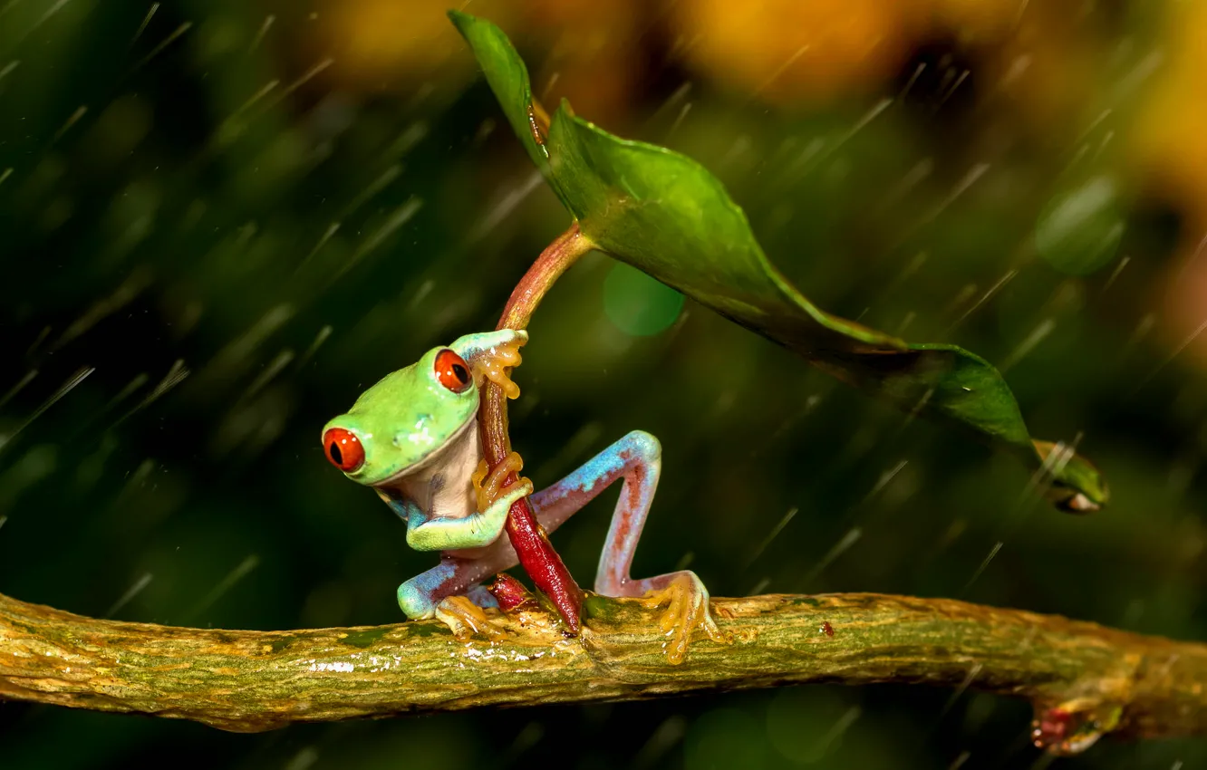 Фото обои лист, дождь, лягушка, лапки, зонт, зеленая, rain, разноцветная