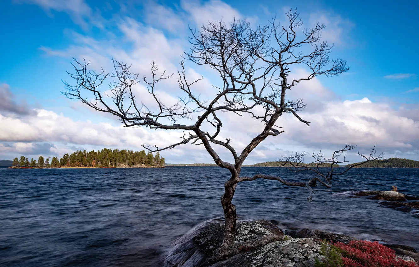 Фото обои озеро, дерево, Финляндия, Инари