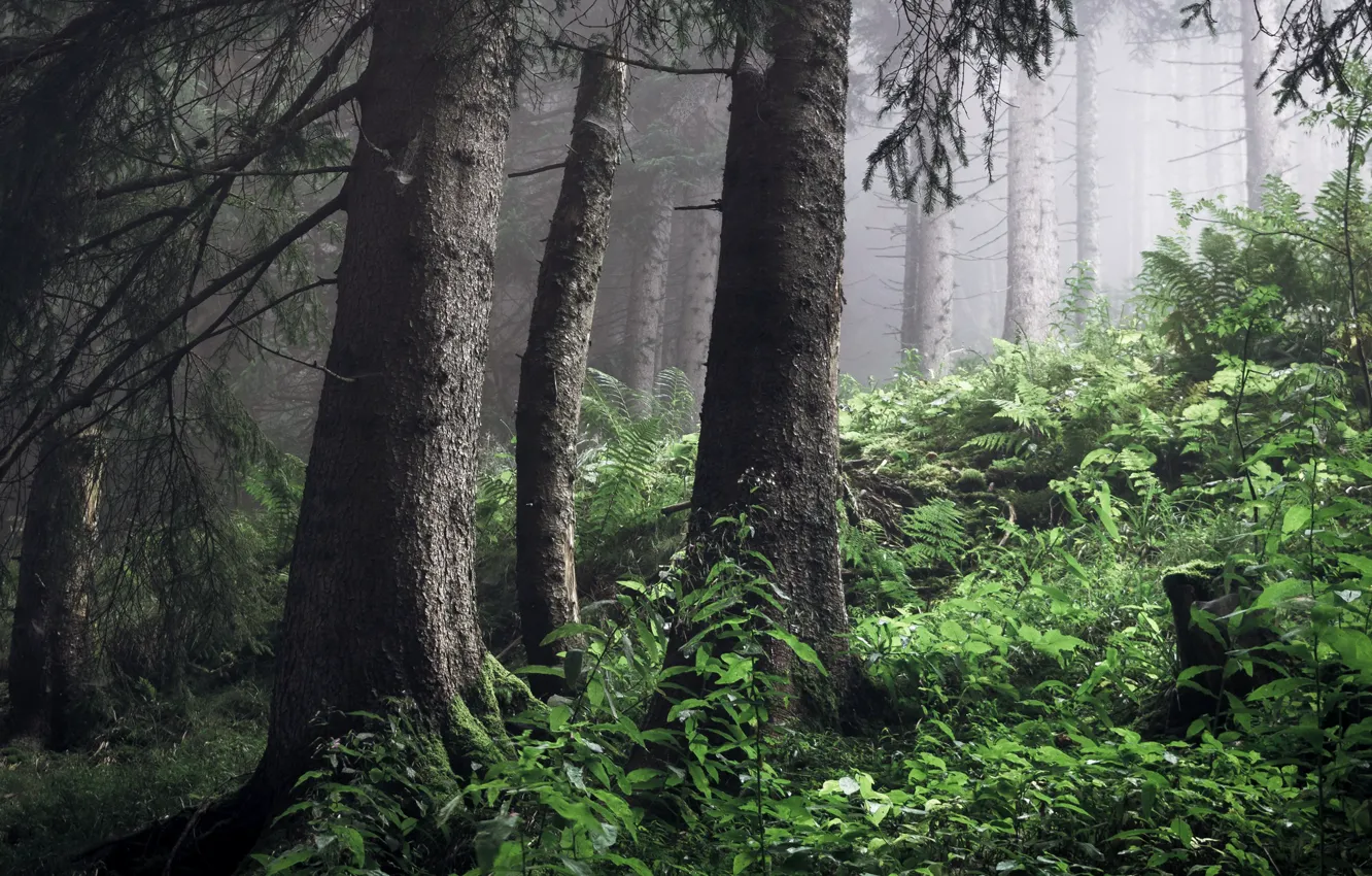 Фото обои лес, природа, фон