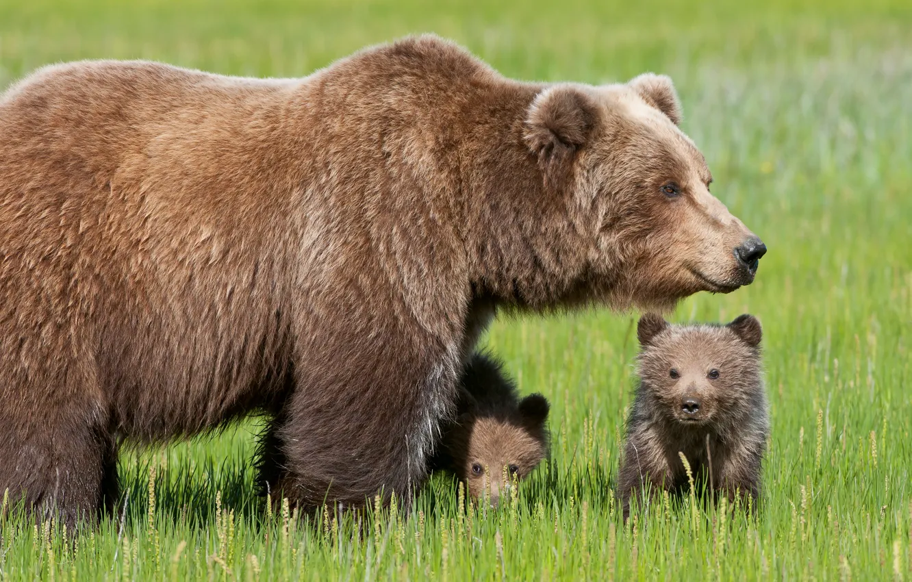 Фото обои трава, поляна, игра, медведи, медвежонок, медвежата, трио, медведица