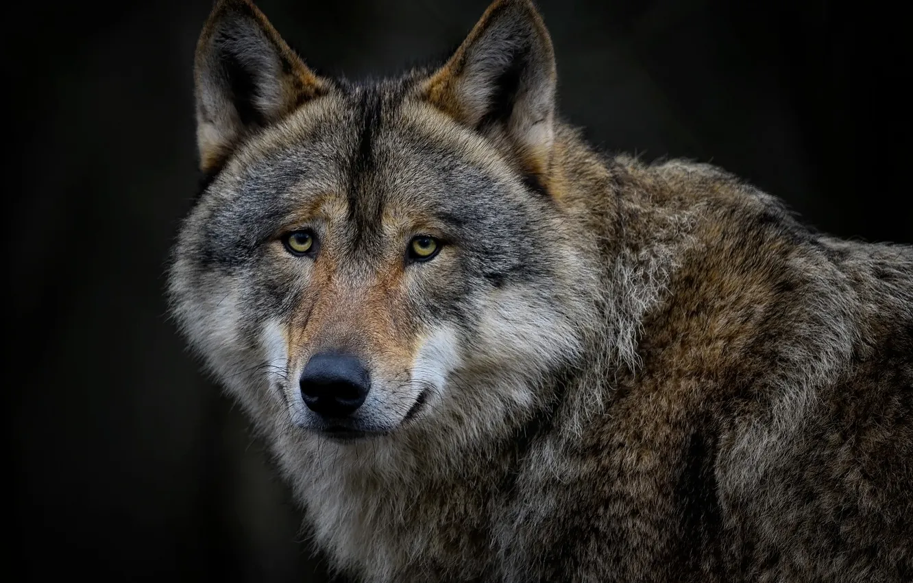 Фото обои nature, snow, predator, face, animal, wolf, wildlife, portrait