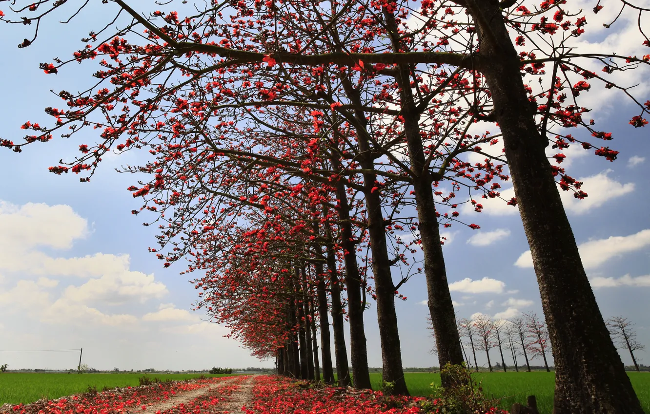Фото обои дорога, поле, осень, небо, листья, деревья