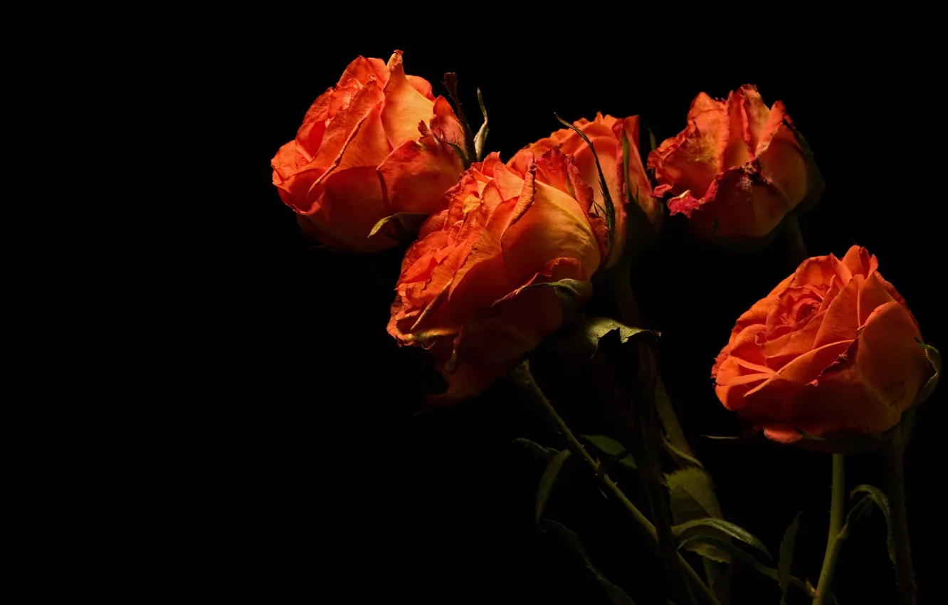 Фото обои цветы, стебли, розы, букет, черный фон, оранжевые, бутоны, огненные