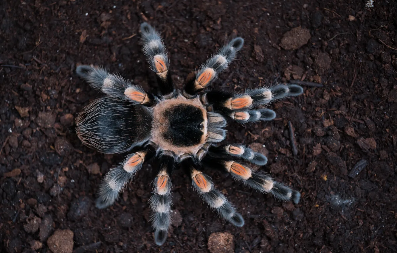Фото обои spider, hairs, tarantula