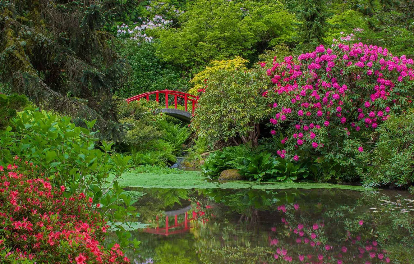 Фото обои цветы, пруд, Сиэтл, США, мостик, Сад Кубота