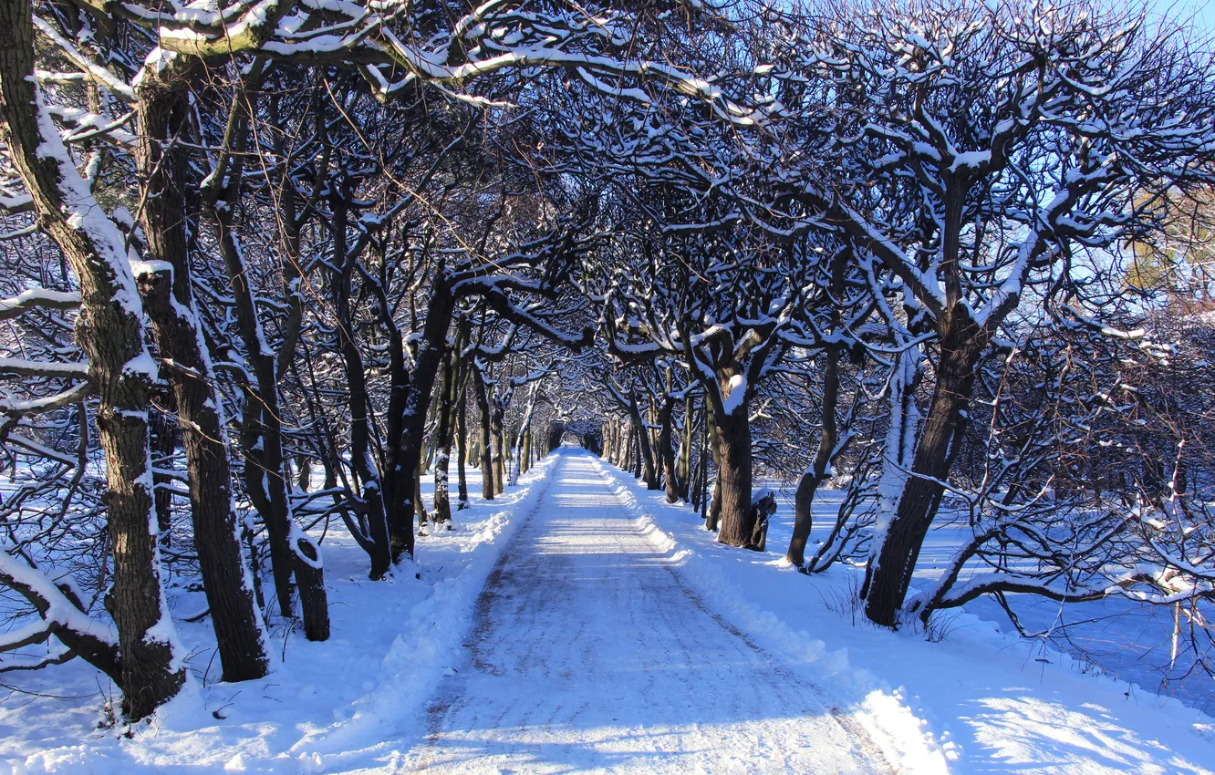 Фото обои trees, park, winter, snow, alley