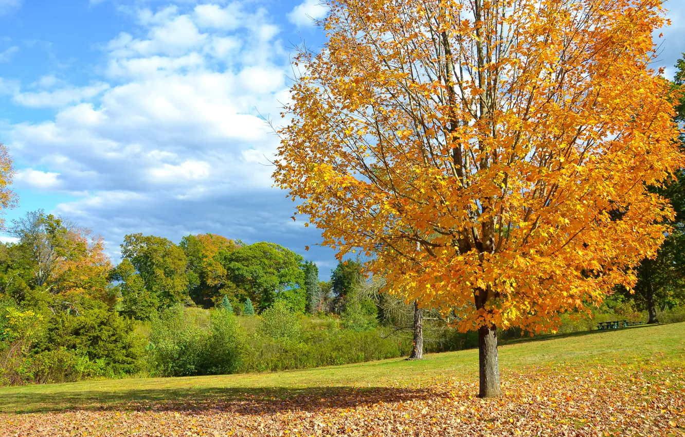 Фото обои поле, осень, листья, дерево, Autumn