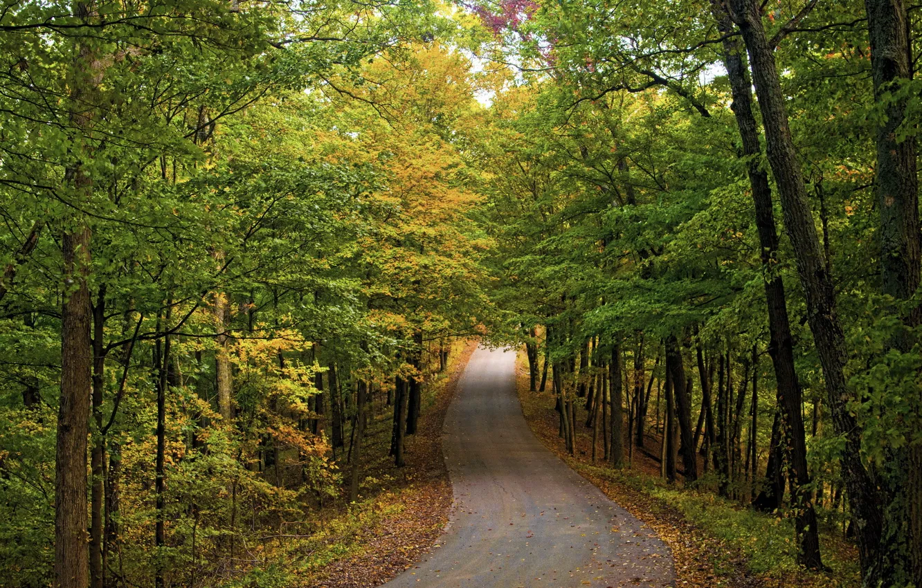Фото обои nature, autumn, roads