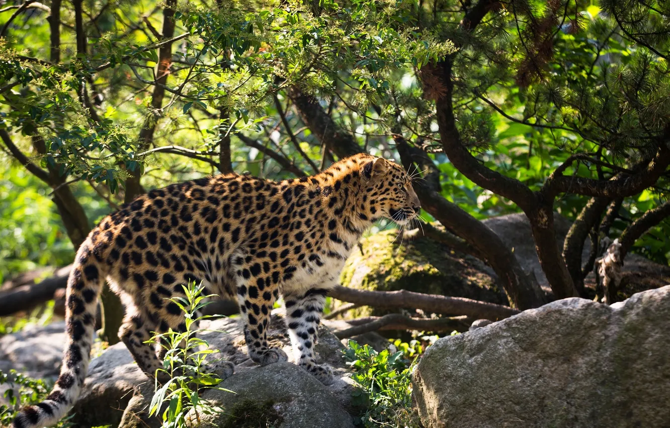 Фото обои поза, хищник, пятна, профиль, мех, дикая кошка, амурский леопард