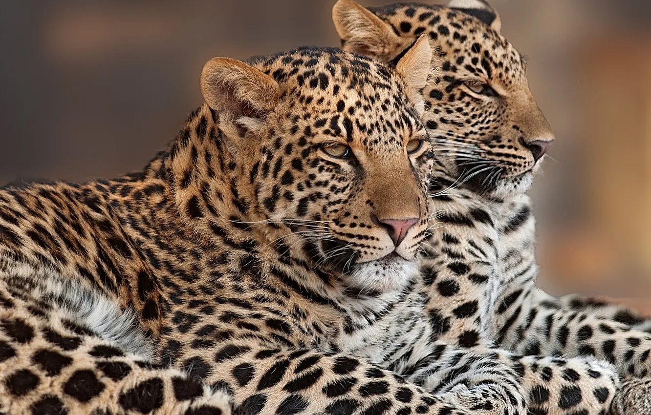 Фото обои парочка, дуэт, леопарды