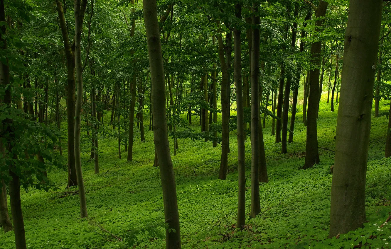 Фото обои лес, трава, листья, деревья, ствол, полумрак, крона
