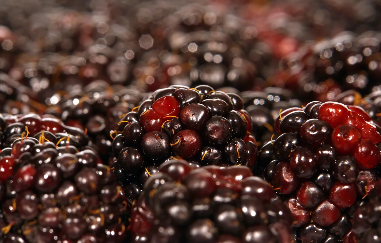 Фото обои макро, ягоды, macro, ежевика, berries